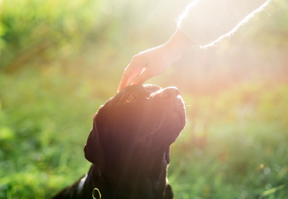 Dicas para Lidar com o Luto de Um Pet Querido